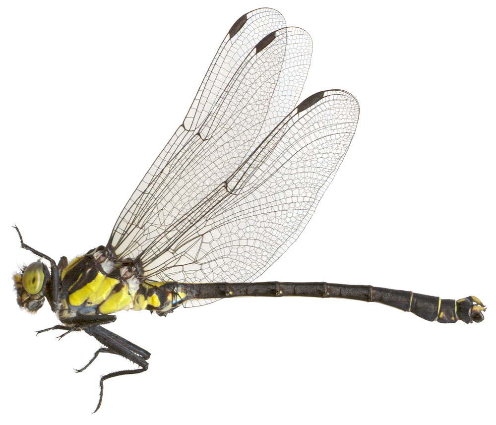 Grappletail Dragonfly