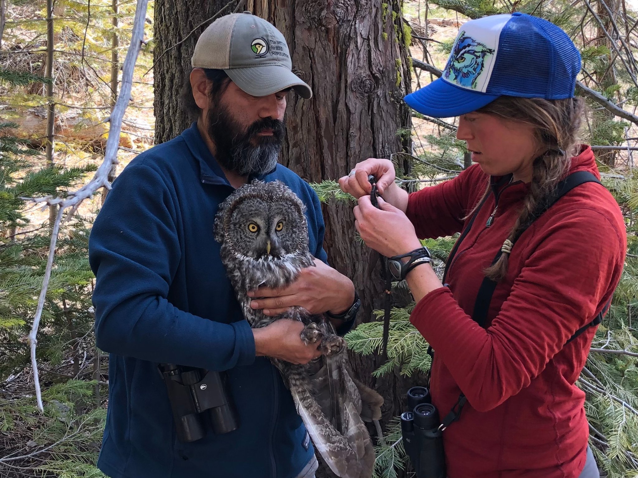 Great Gray Owl