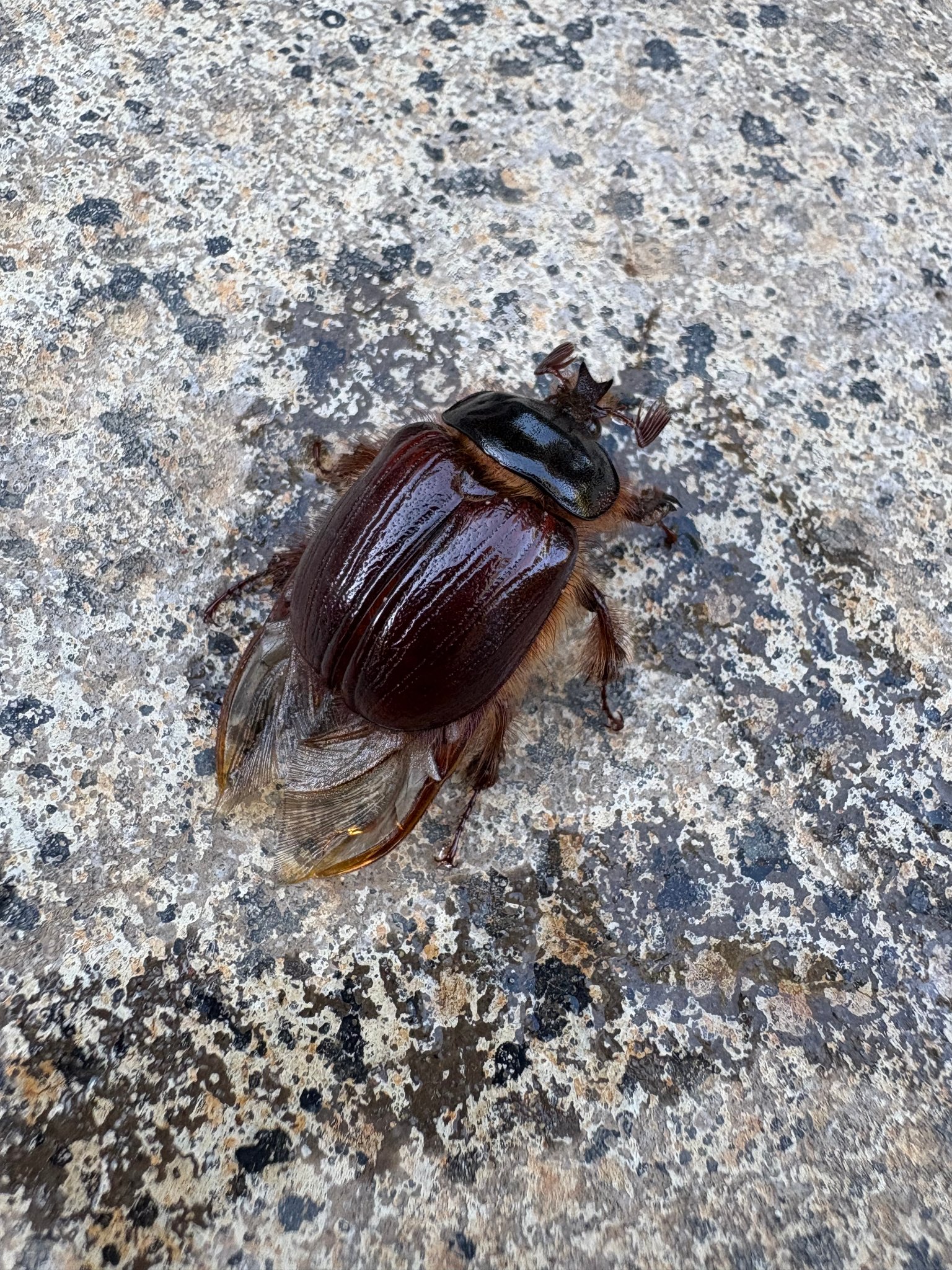 The Rain Beetle