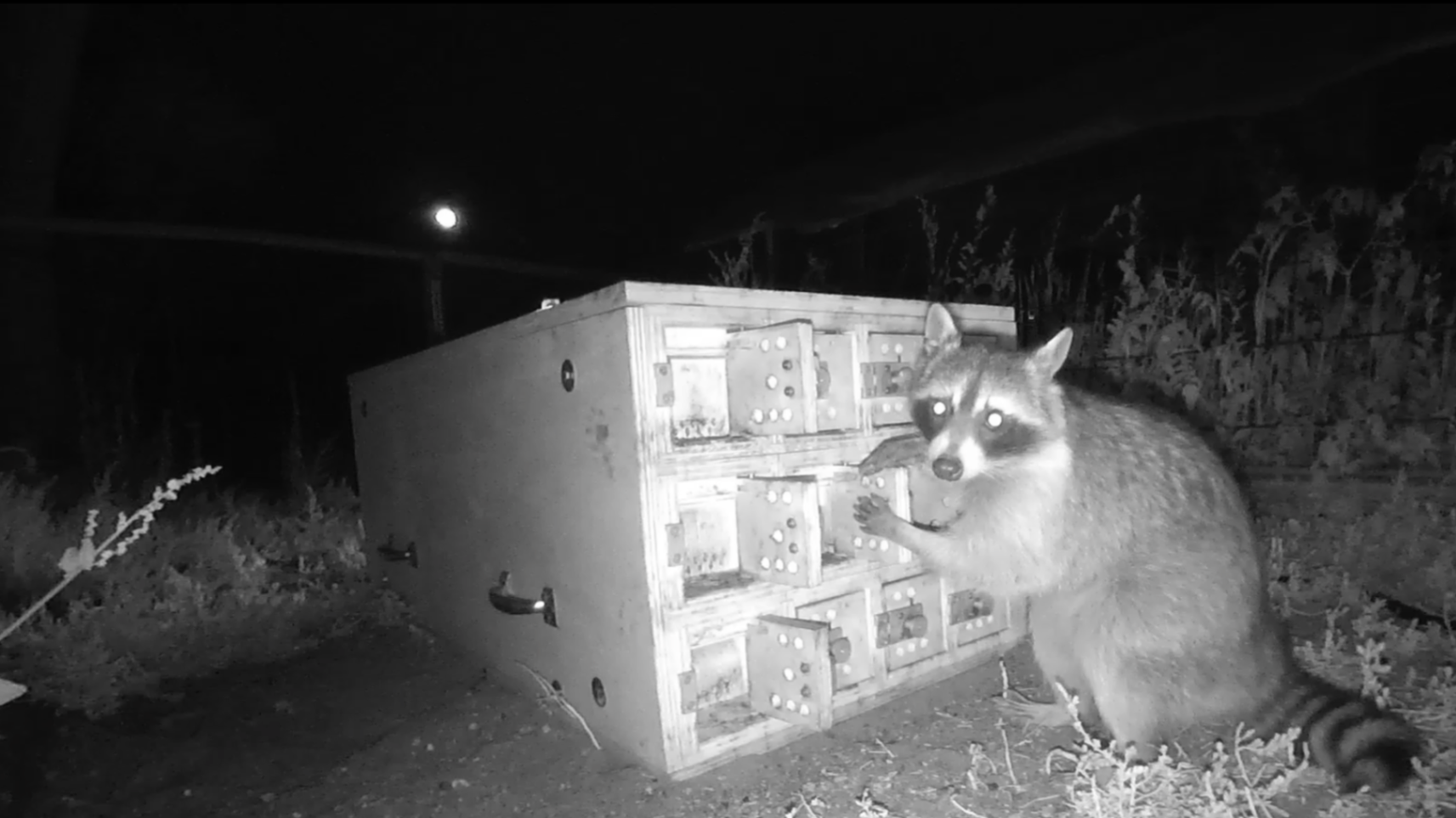 Thinking Raccoons