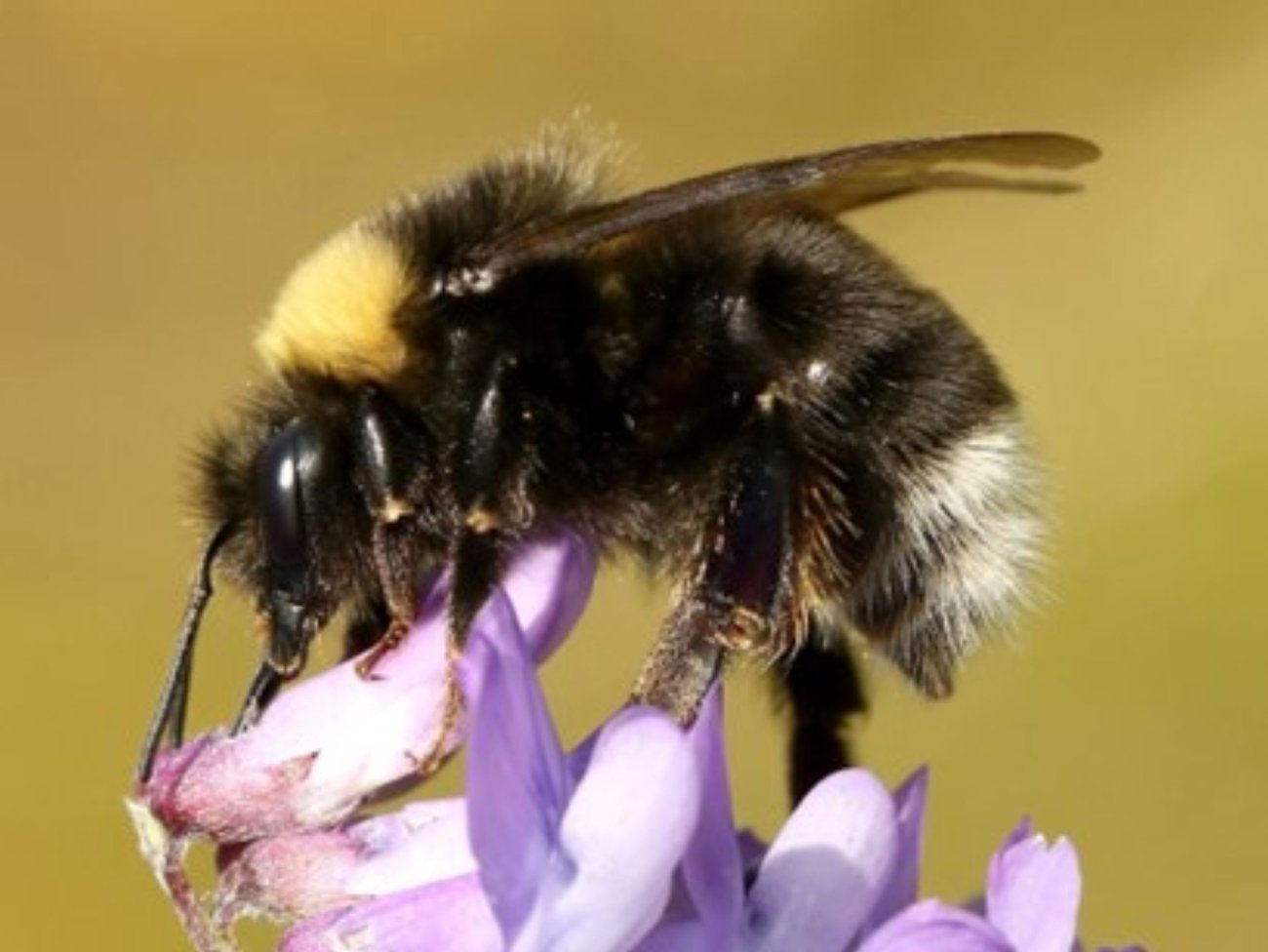 Western Bumble Bees